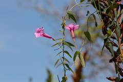 Mandevilla