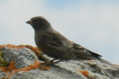 Leucosticte tephrocotis