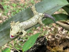 Thecadactylus solimoensis