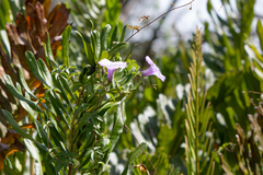 Acrostichum danaeifolium