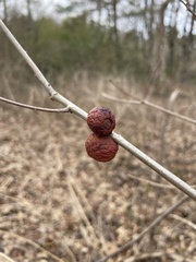 Disholcaspis globosa