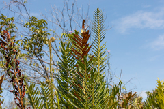 Acrostichum danaeifolium