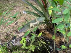 Thecadactylus solimoensis