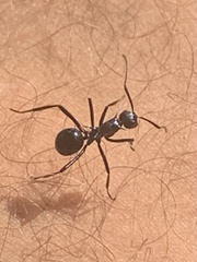 Polyrhachis venus