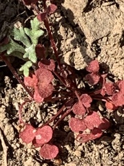 Pterostegia drymarioides