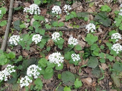 Pachyphragma macrophyllum