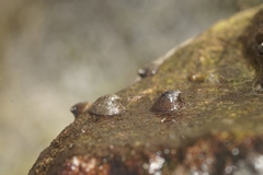 Ancylus fluviatilis