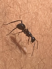 Polyrhachis venus