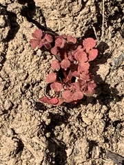 Pterostegia drymarioides