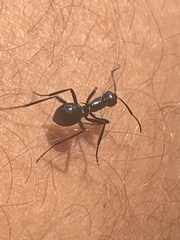 Polyrhachis venus