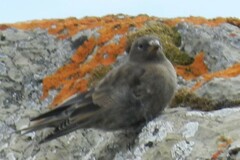 Leucosticte tephrocotis