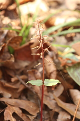 Neottia bifolia