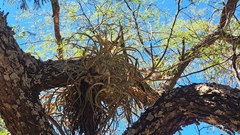 Tillandsia caput-medusae