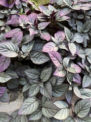 Hemigraphis alternata