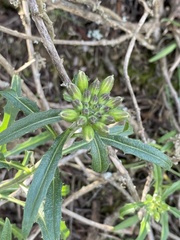 Erysimum franciscanum