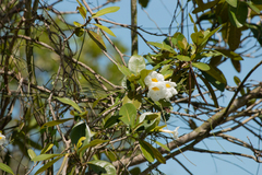 Tabebuia cassinoides