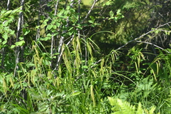 Carex gynandra