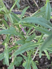 Erysimum franciscanum
