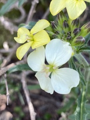Erysimum franciscanum