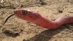 Masticophis flagellum testaceus