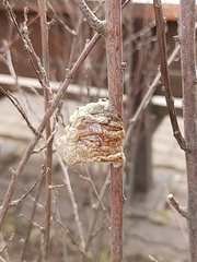 Tenodera sinensis