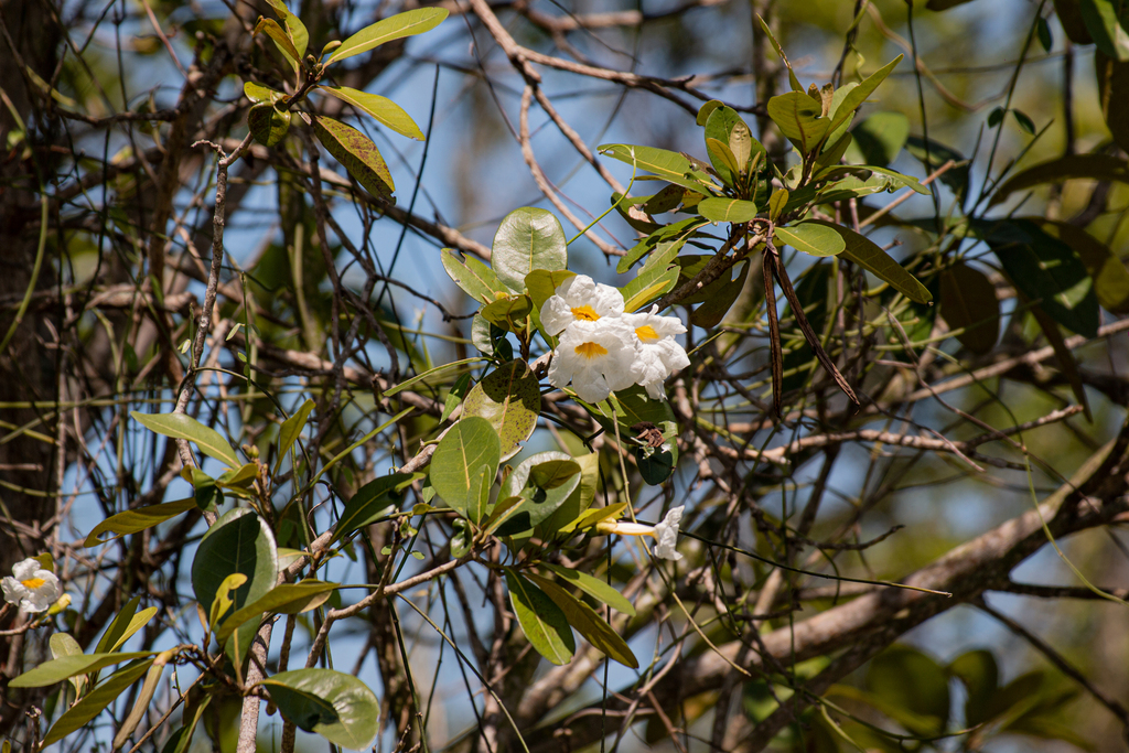Tabebuia cassinoides