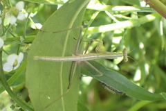 Archimantis sobrina