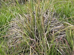 Carex barbarae