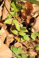 Smilax tamnoides