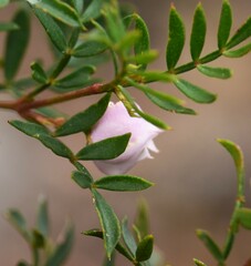 Boronia floribunda