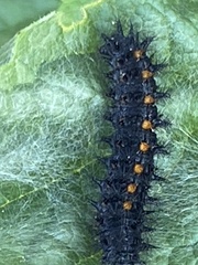 Euphydryas chalcedona
