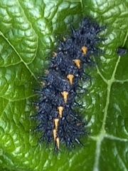 Euphydryas chalcedona