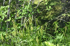 Carex gynandra