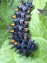 Euphydryas chalcedona