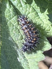 Euphydryas chalcedona