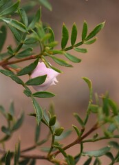 Boronia floribunda