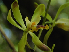 Encyclia alata