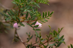 Boronia floribunda