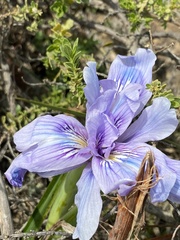 Iris douglasiana