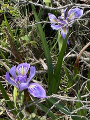 Iris douglasiana