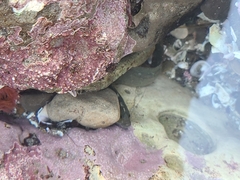 Cebidichthys violaceus