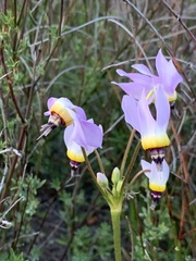 Primula clevelandii