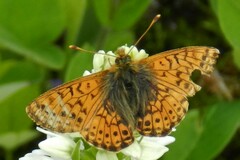 Boloria