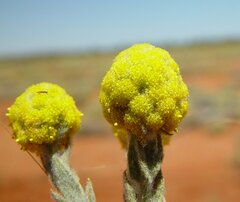 Calocephalus knappii