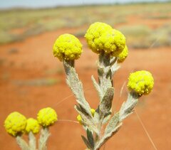 Calocephalus knappii