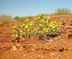 Calocephalus knappii