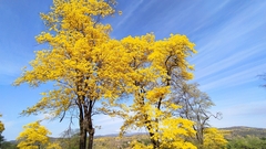 Handroanthus