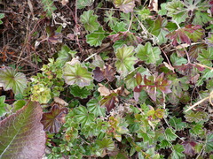 Alchemilla orbiculata