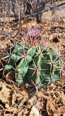 Ferocactus recurvus