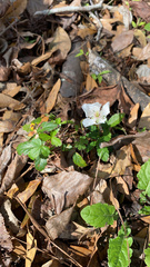 Rubus trivialis